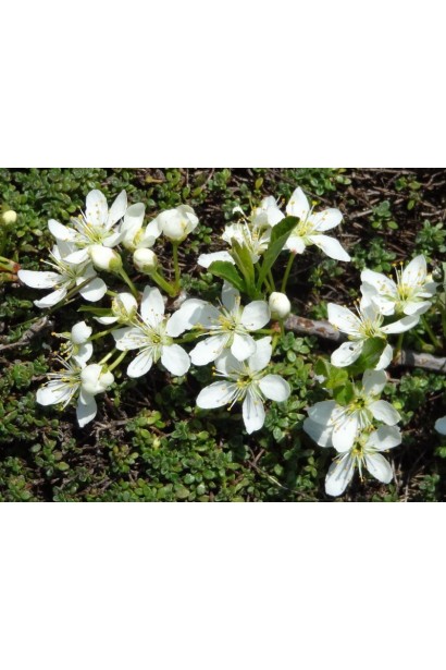 Слива приземиста Депресса на штамбі 